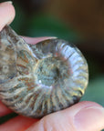 Opalized ammonite fossil 8 new