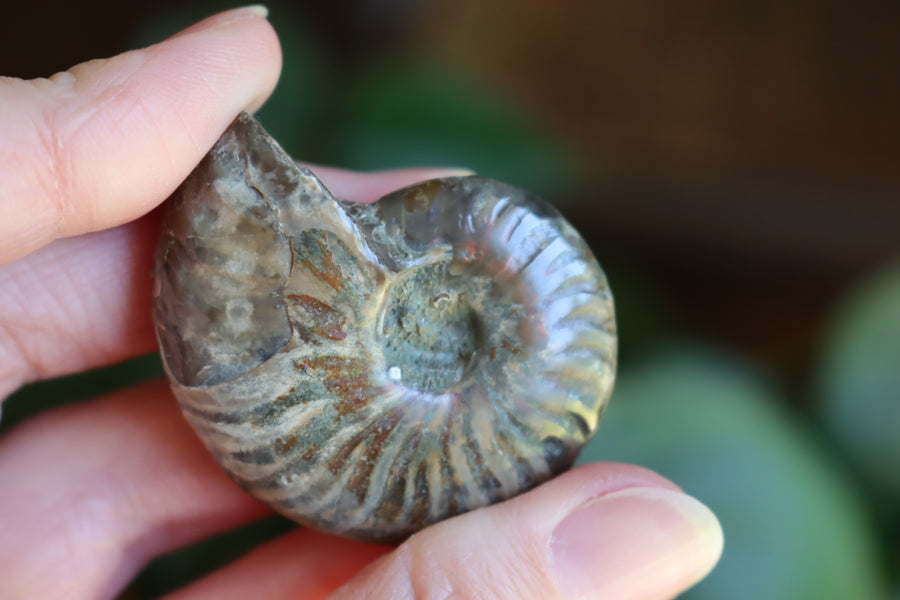 Opalized ammonite fossil 8 new