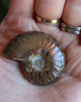 Opalized ammonite fossil 9 new