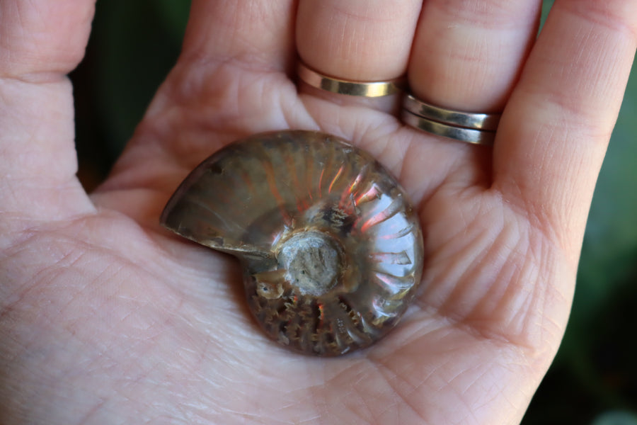 Opalized ammonite fossil 9 new