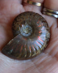 Opalized ammonite fossil 9 new