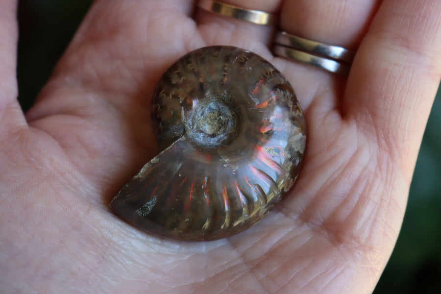 Opalized ammonite fossil 9 new