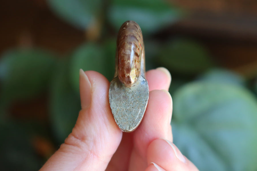 Opalized ammonite fossil 9 new