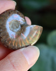 Opalized ammonite fossil 9 new