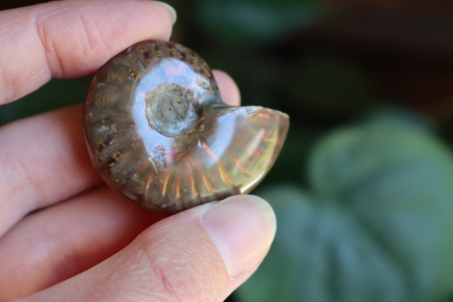 Opalized ammonite fossil 9 new