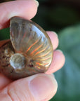 Opalized ammonite fossil 9 new