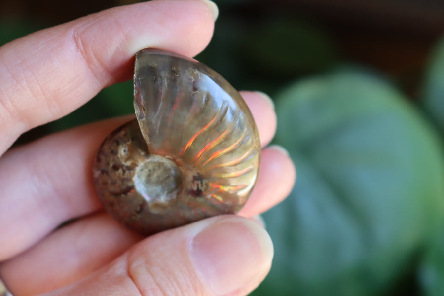 Opalized ammonite fossil 9 new