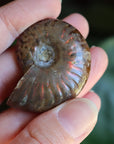 Opalized ammonite fossil 9 new