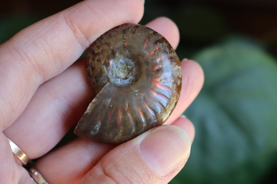 Opalized ammonite fossil 9 new