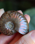 Opalized ammonite fossil 9 new