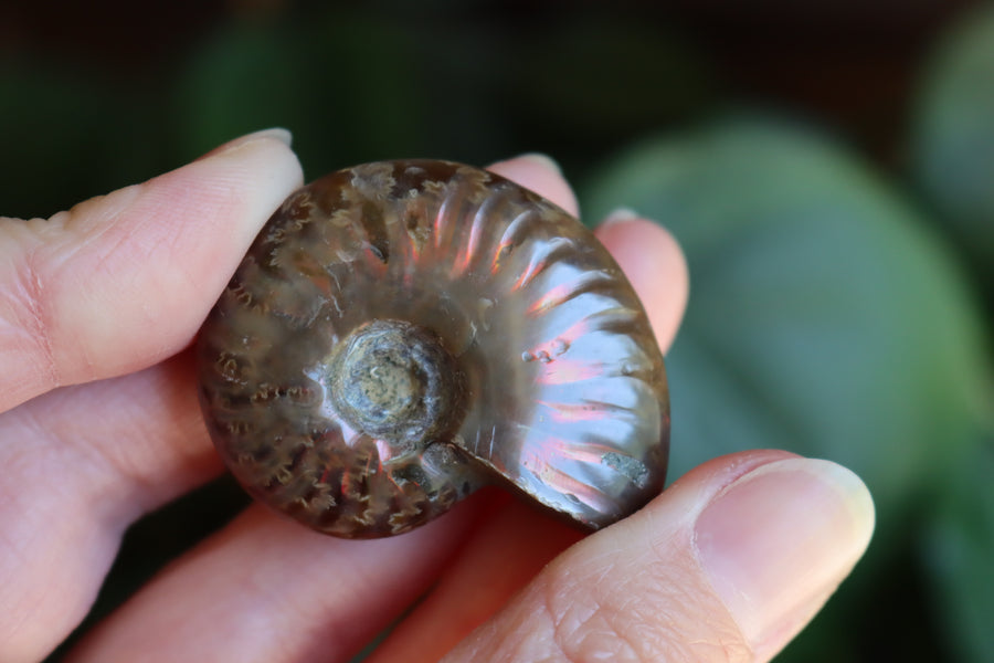 Opalized ammonite fossil 9 new