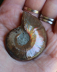 Opalized ammonite fossil 10 new