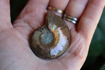 Opalized ammonite fossil 10 new