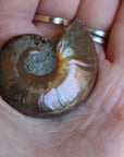 Opalized ammonite fossil 10 new