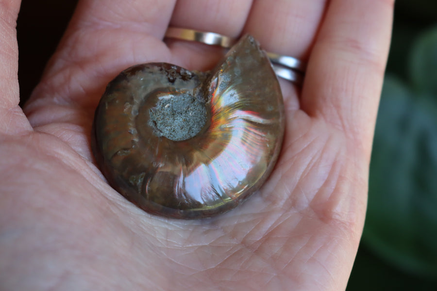 Opalized ammonite fossil 10 new