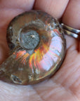 Opalized ammonite fossil 10 new