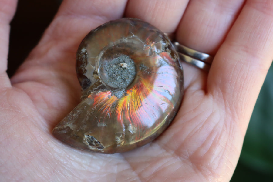 Opalized ammonite fossil 10 new