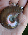 Opalized ammonite fossil 11 new