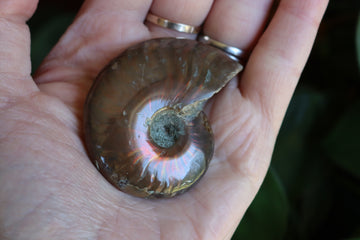 Opalized ammonite fossil 11 new