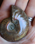 Opalized ammonite fossil 11 new