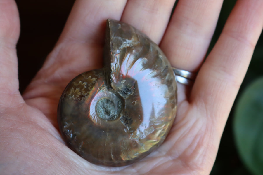 Opalized ammonite fossil 11 new