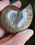 Opalized ammonite fossil 11 new