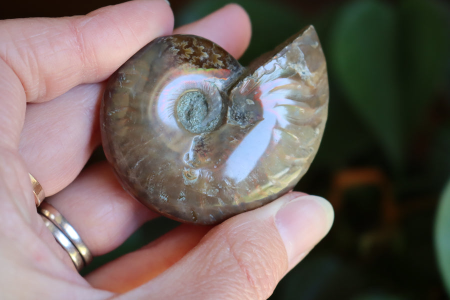 Opalized ammonite fossil 11 new