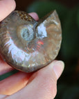 Opalized ammonite fossil 11 new