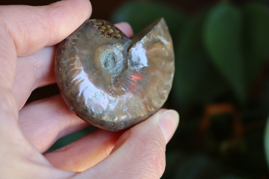 Opalized ammonite fossil 11 new