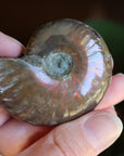 Opalized ammonite fossil 11 new