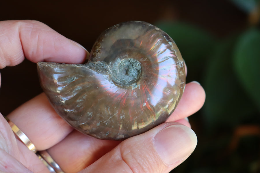 Opalized ammonite fossil 11 new