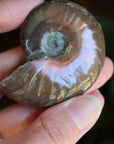 Opalized ammonite fossil 11 new