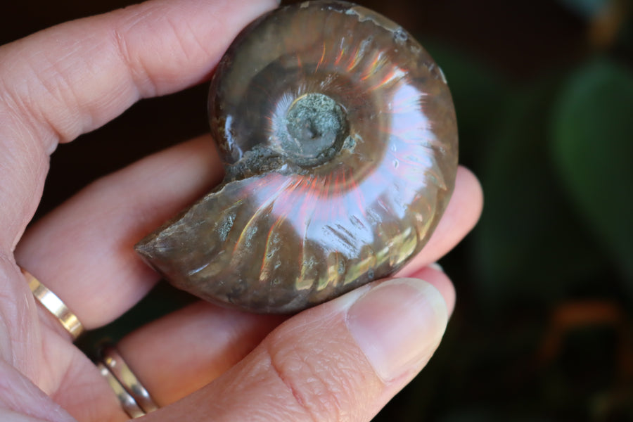 Opalized ammonite fossil 11 new